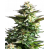 Amnesia Cannabis Samen – Sativa-dominierte Sorte mit hohem THC-Gehalt und zitrusartigem Aroma. Bei Mr. Green kaufen