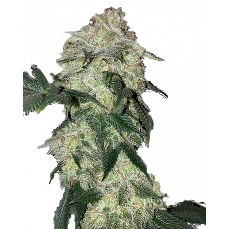 Banana Glue Cannabis-Samen – Hybride Sorte mit süßem Bananengeschmack und 26% THC