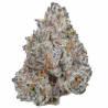 White Truffle Feminisierte Cannabis-Samen mit edlem Trüffel-Aroma und hoher THC-Potenz