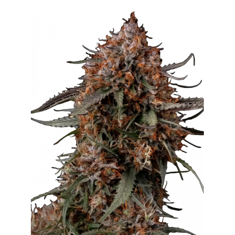 Permanent Marker Feminisierte Cannabis-Samen mit extrem hohem THC-Gehalt und gasigem Aroma