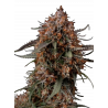 Permanent Marker Feminisierte Cannabis-Samen mit extrem hohem THC-Gehalt und gasigem Aroma