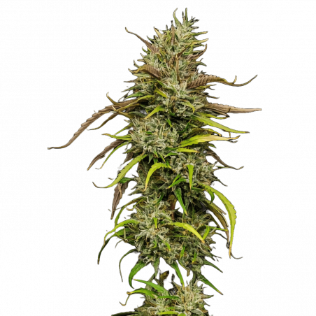 Medical Mass CBD Samen | Kompakt, ertragreich & medizinisch