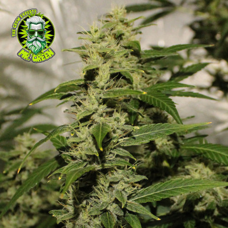 Dr. Grinspoon Cannabis Seeds – Premium Sativa Samen online kaufen