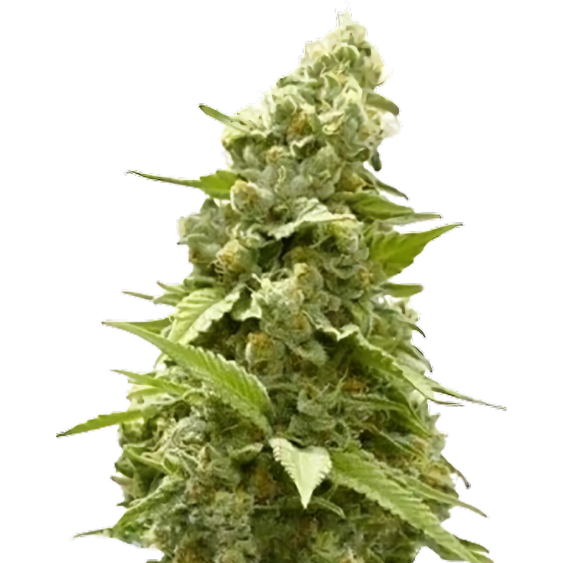 Birthday Cake Cannabis-Samen – Indica-Hybrid mit süßem Vanillearoma und bis zu 25% THC