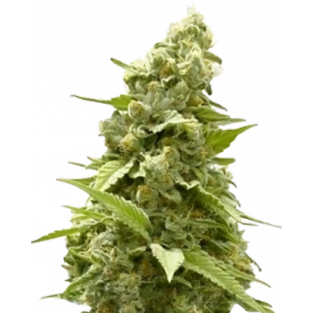 Birthday Cake Cannabis-Samen – Indica-Hybrid mit süßem Vanillearoma und bis zu 25% THC