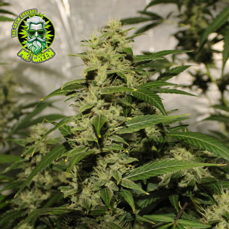 Dr. Grinspoon Cannabissamen – Sativa Sorte bei Mr-Green.shop