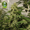 Dr. Grinspoon Cannabissamen – Sativa Sorte bei Mr-Green.shop