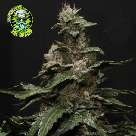 AK-47 feminisierte Cannabissamen im Mr. Green Seeds Onlineshop