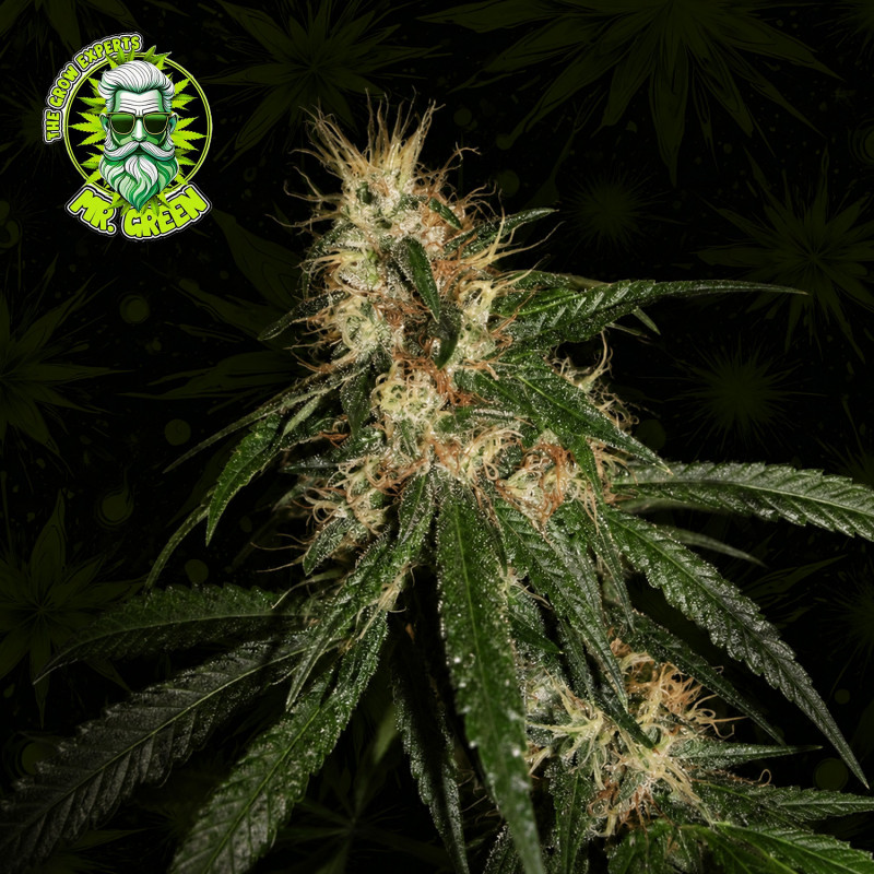Chocolope Cannabis Seeds – Premium Cannabissamen online kaufen
