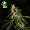 Chocolope Cannabis Seeds – Premium Cannabissamen online kaufen