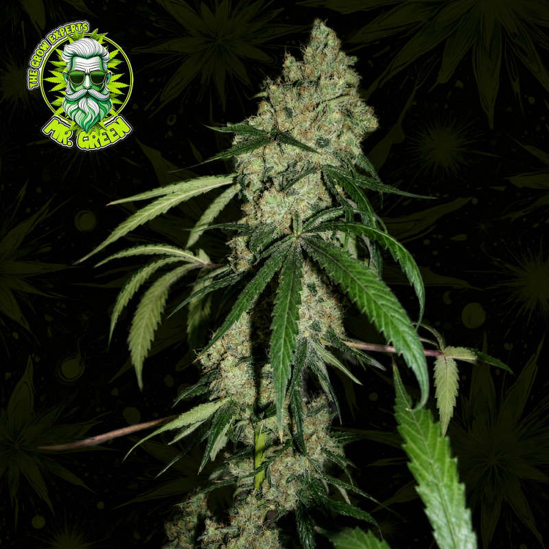 Chocolope Cannabissamen – beliebte Sativa Sorte bei Mr-Green.shop