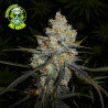 Chocolope feminisierte Cannabissamen im Mr. Green Seeds Onlineshop