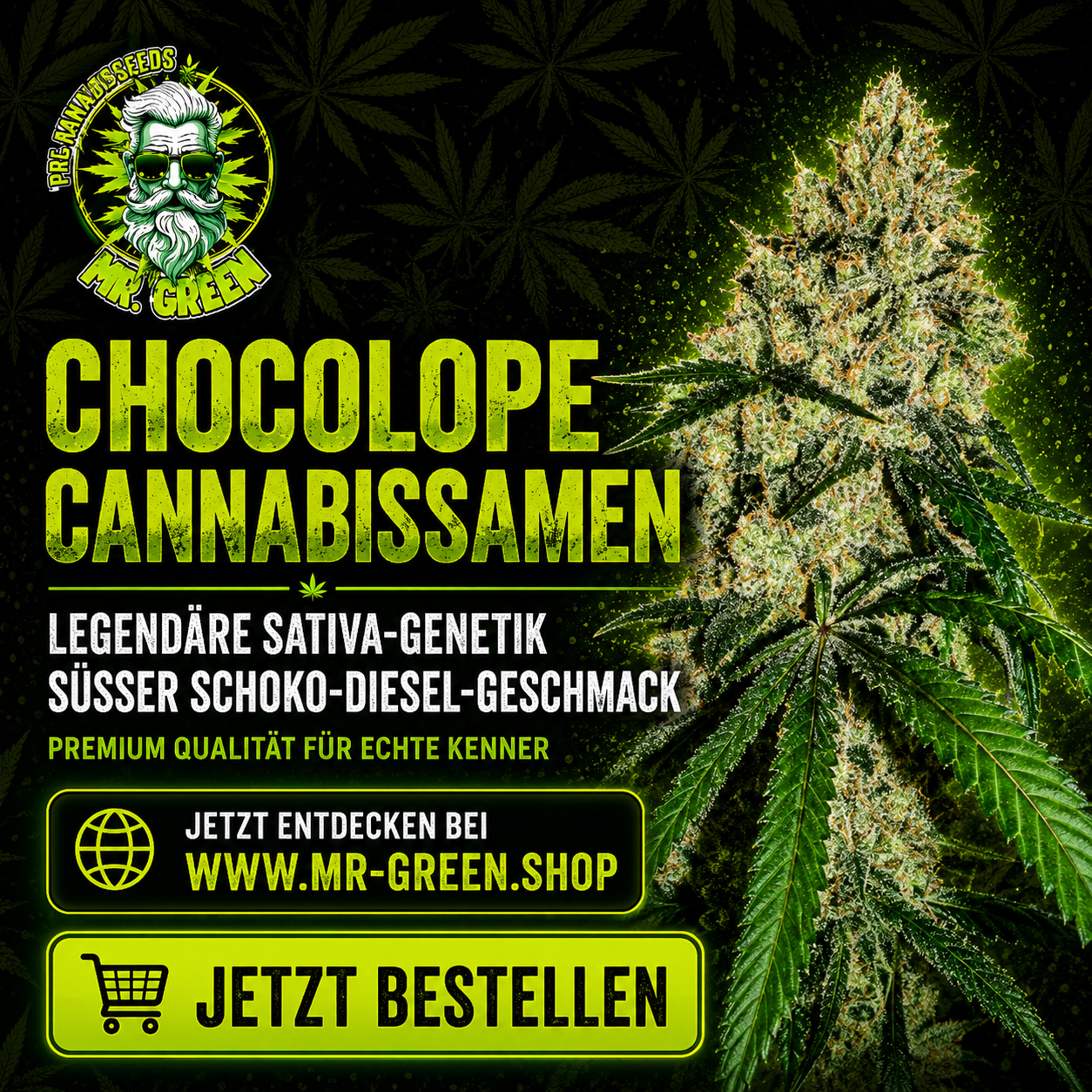 Northern Light Cannabis Samen kaufen – Legendäre Indica-Sorte mit süß-erdigem Aroma