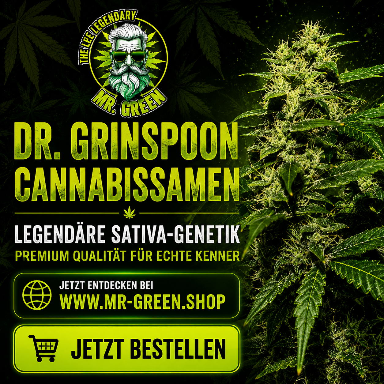 Amnesia Cannabis Samen kaufen – Sativa-dominierte Sorte mit hohem THC-Gehalt und zitrusartigem Aroma
