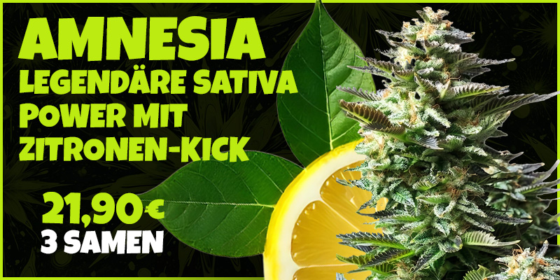 Amnesia Cannabis Samen kaufen – Sativa-dominierte Sorte mit hohem THC-Gehalt und zitrusartigem Aroma